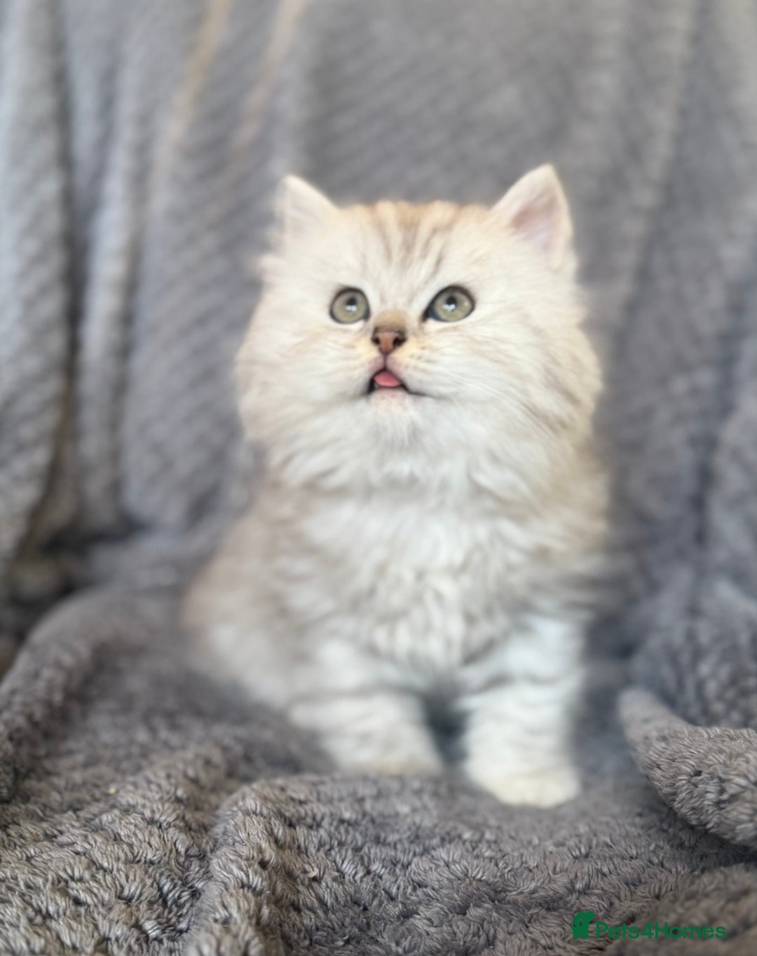 British Longhair cats for sale: Stunning fluffy Maine coon x british longhair  - Image 4