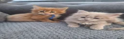 Maine Coon cats for sale: Mainecoon kittens  - Advert 7