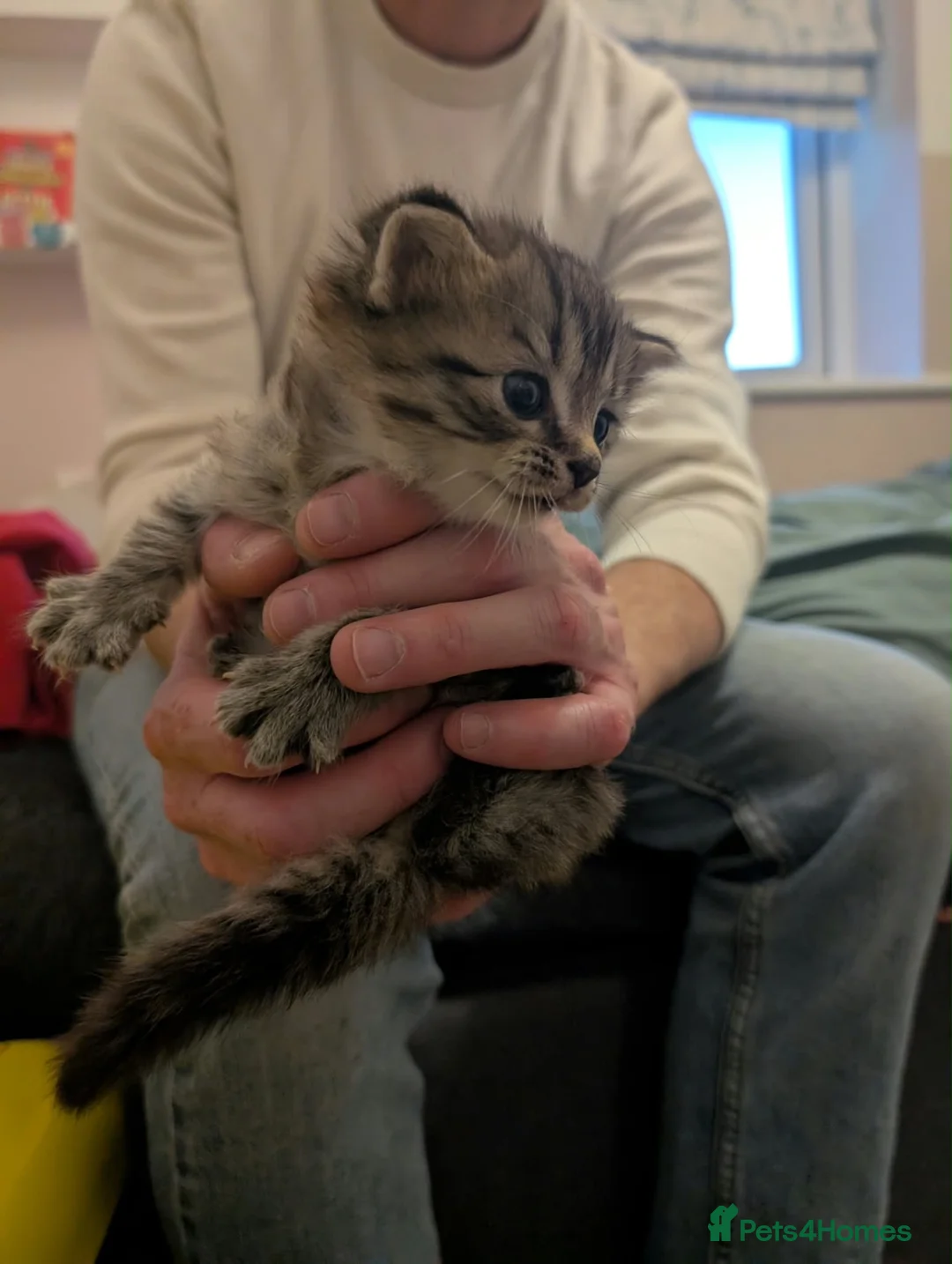 Mixed Breed cats for sale: Beautiful Healthy Kittens Ready for Loving Homes in Swindon - Advert 2