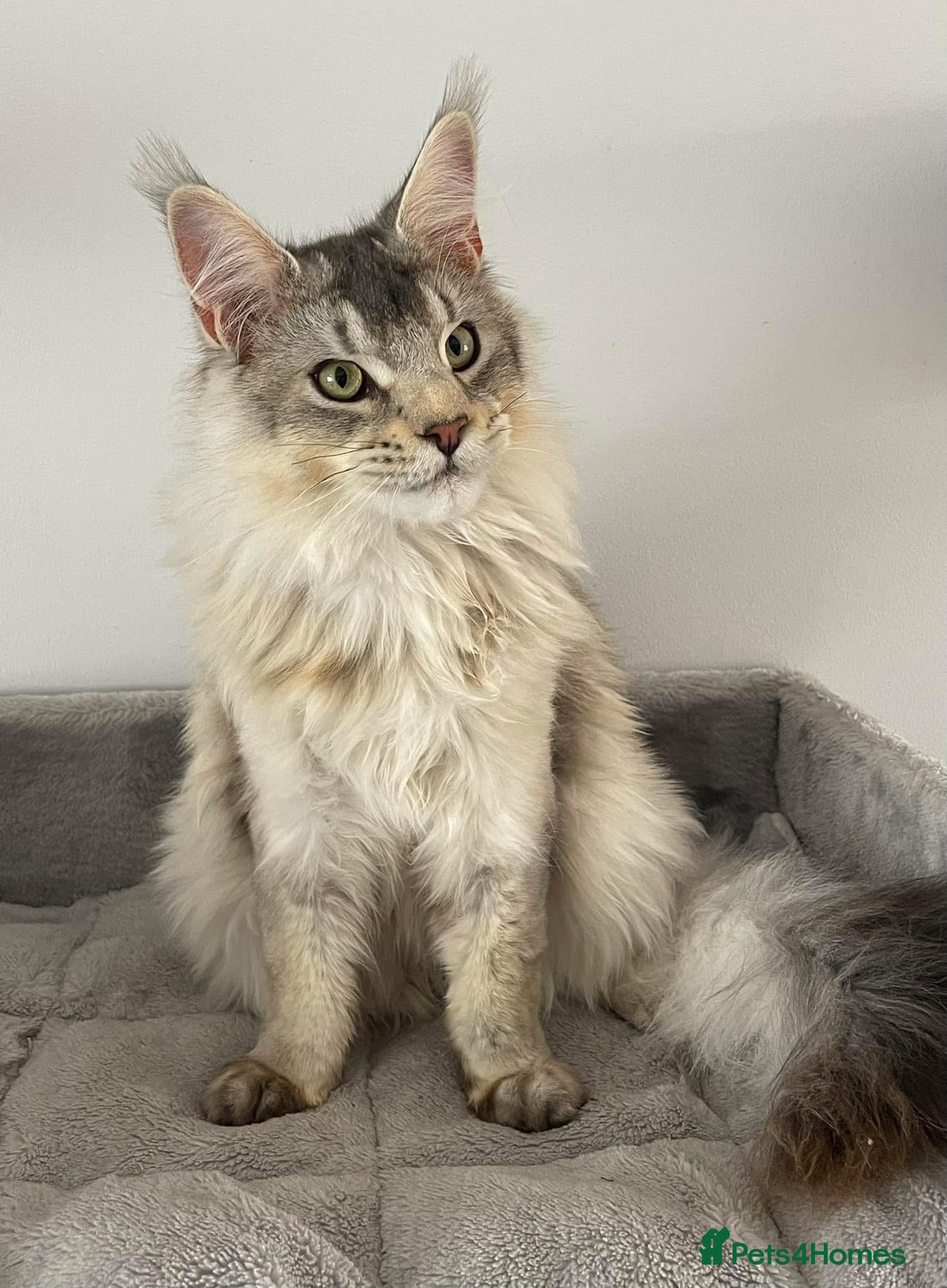 Maine Coon cats Retired Russian Stud - Advert 4
