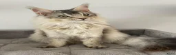 Maine Coon cats for sale: Retired Russian Stud - Advert 1