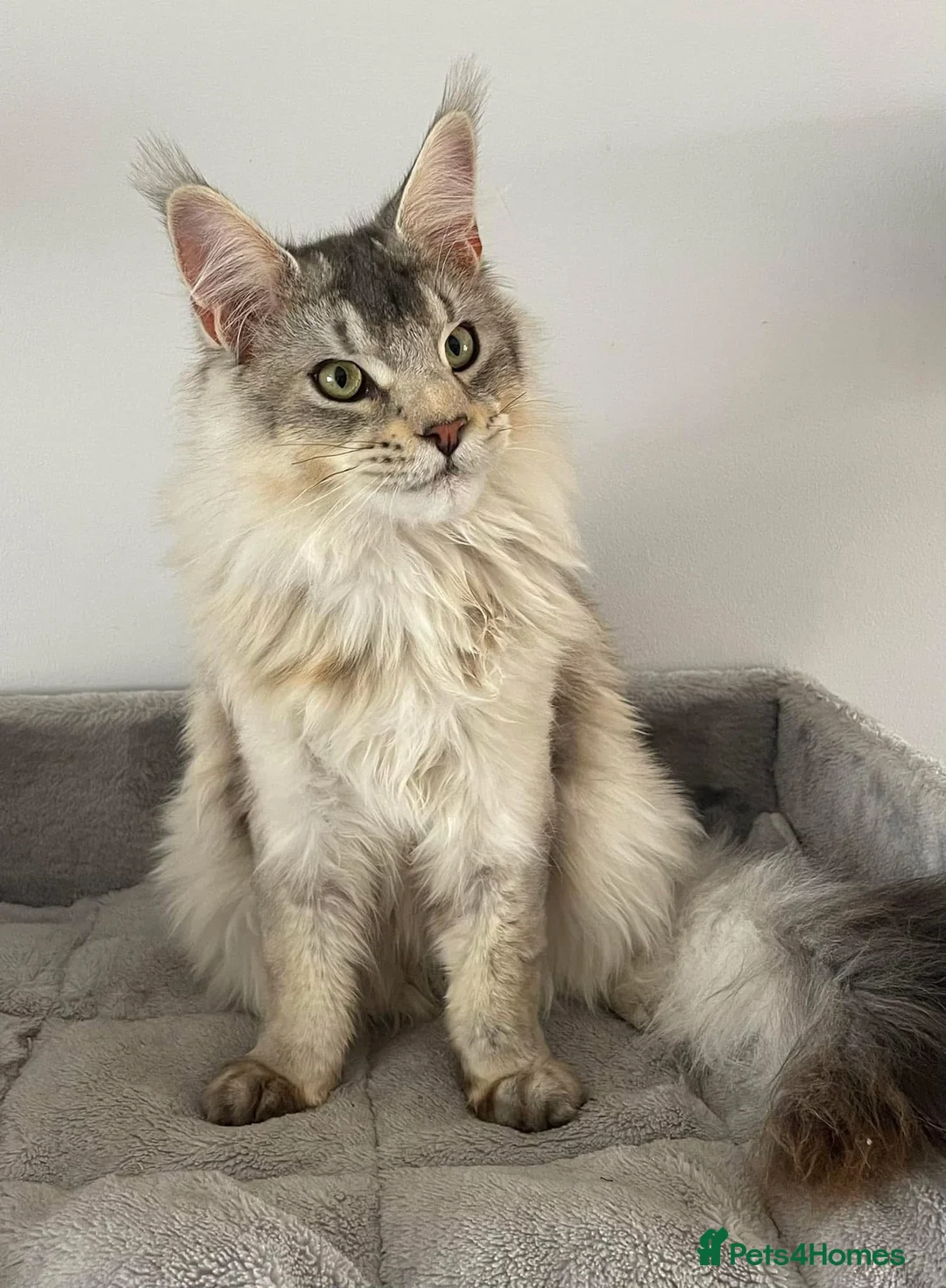 Maine Coon cats for sale: Retired Russian Stud - Advert 1