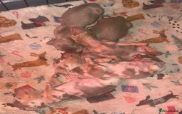 Miniature Dachshund dogs for sale: Beautiful mini dashys 💜 - Image 4