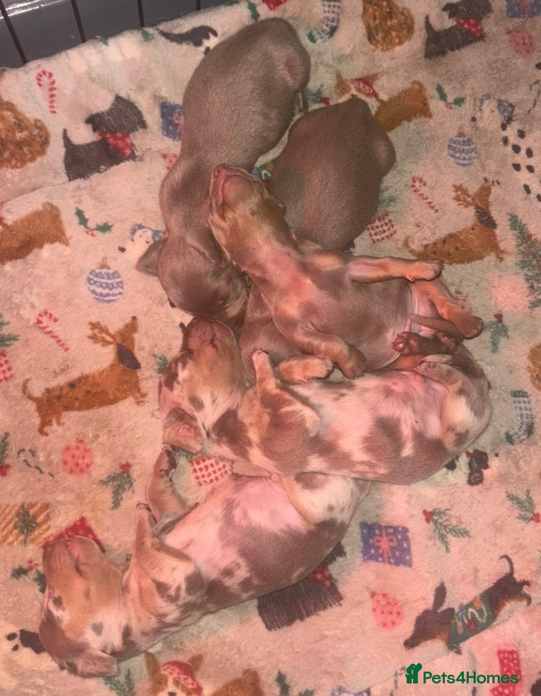 Miniature Dachshund dogs for sale: Beautiful mini dashys 💜 - Image 4