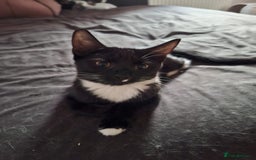 Mixed Breed cats for sale: Lots of cats/kittens up for adoption  - Image 3