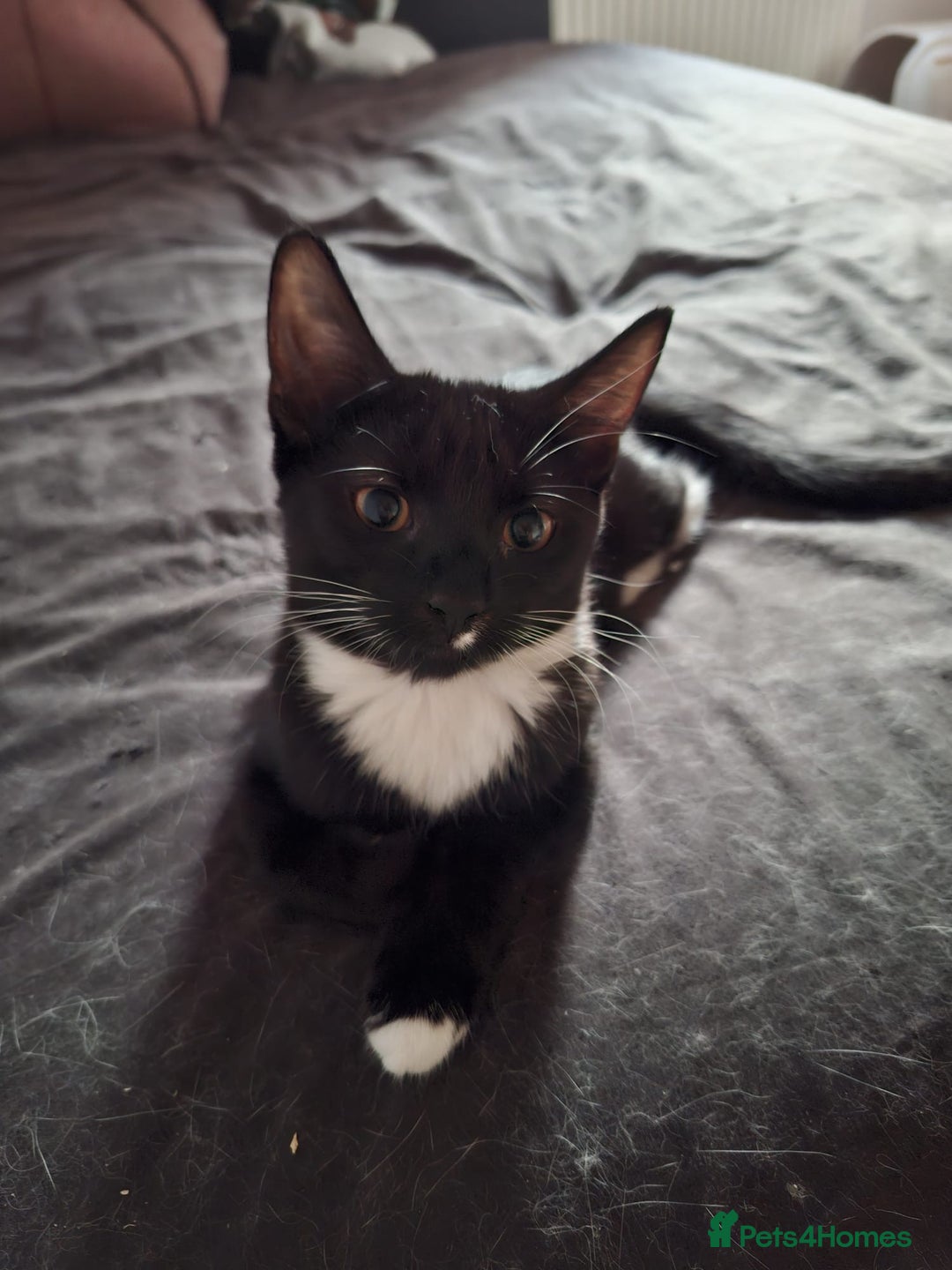 Mixed Breed cats for sale: Lots of cats/kittens up for adoption  - Image 3
