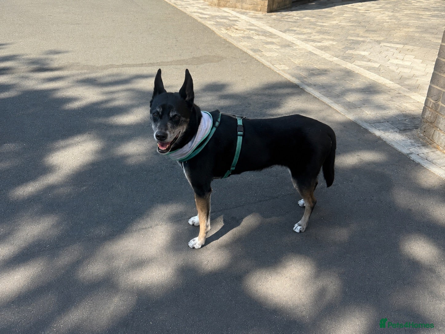 Basenji dogs My besties Mary!  - Advert 5
