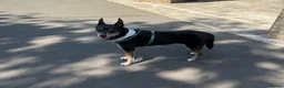 Basenji dogs for sale: My besties Mary!  in Croydon - Advert 1