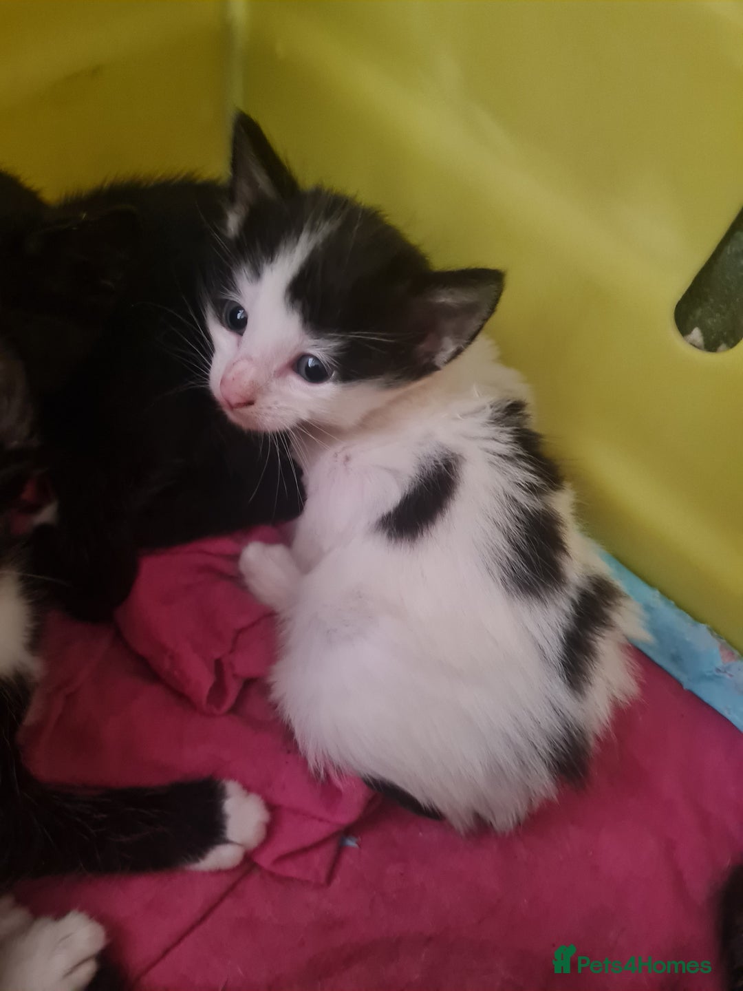 European cats for sale: 6 Kittens ready to find their new homes!! - Image 7
