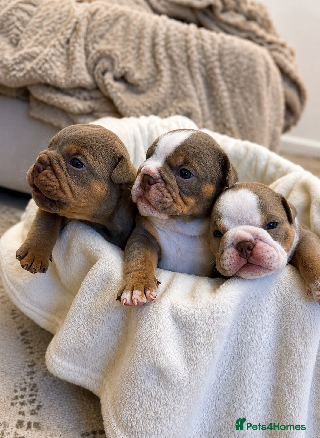 English Bulldog dogs 3 beautiful KC registered English Bulldogs - Advert 13