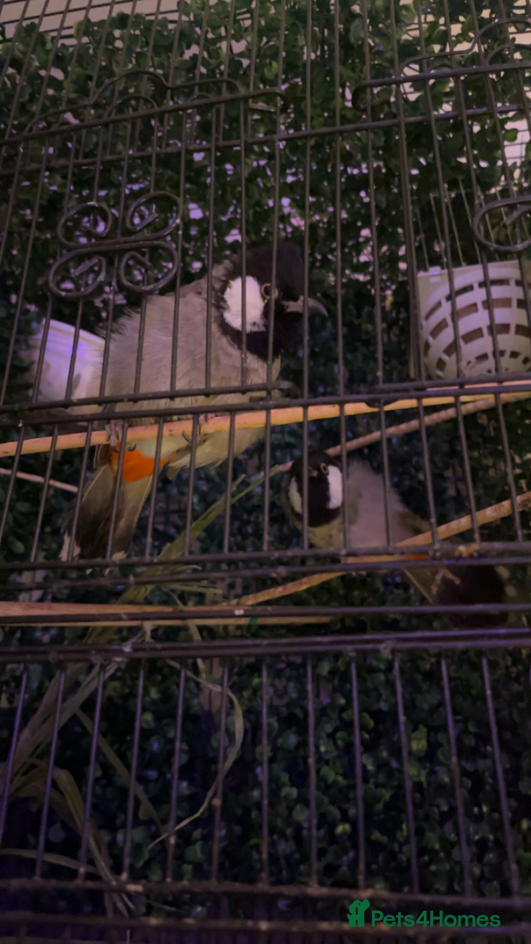 Mixed Breed birds for sale: white eared bulbul - Advert 3