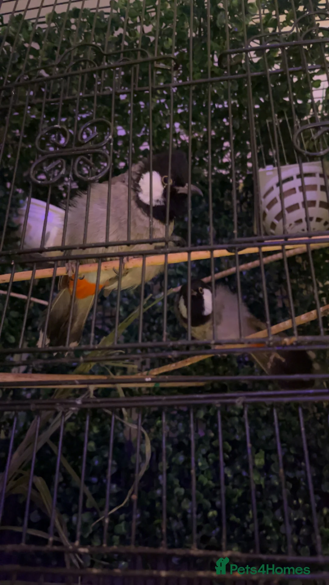Mixed Breed birds for sale: white eared bulbul - Advert 3