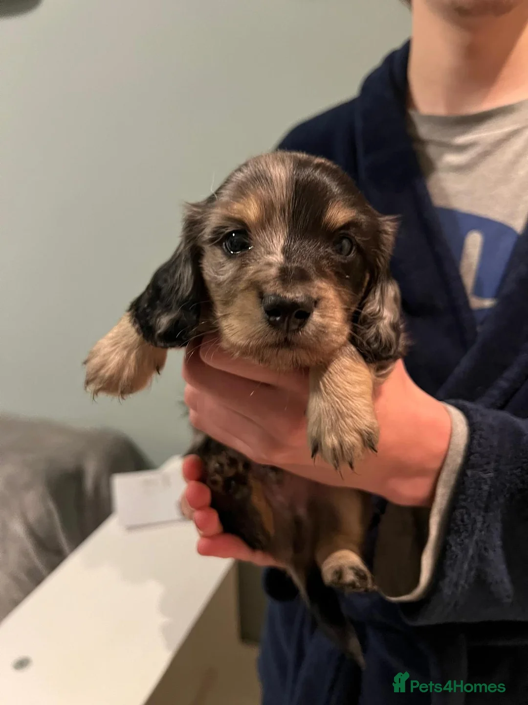 Miniature Dachshund dogs for sale: 3 kc reg silver dapple and tan mini dat puppies - Advert 8