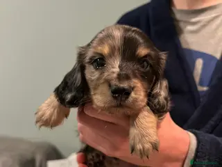Miniature Dachshund dogs 3 kc reg long hair silver + tan dapple puppies - Advert 10