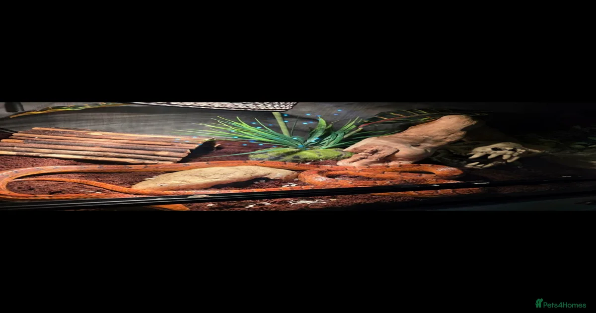 Corn vivarium Corn Snake Reptiles for sale | Pets4Homes