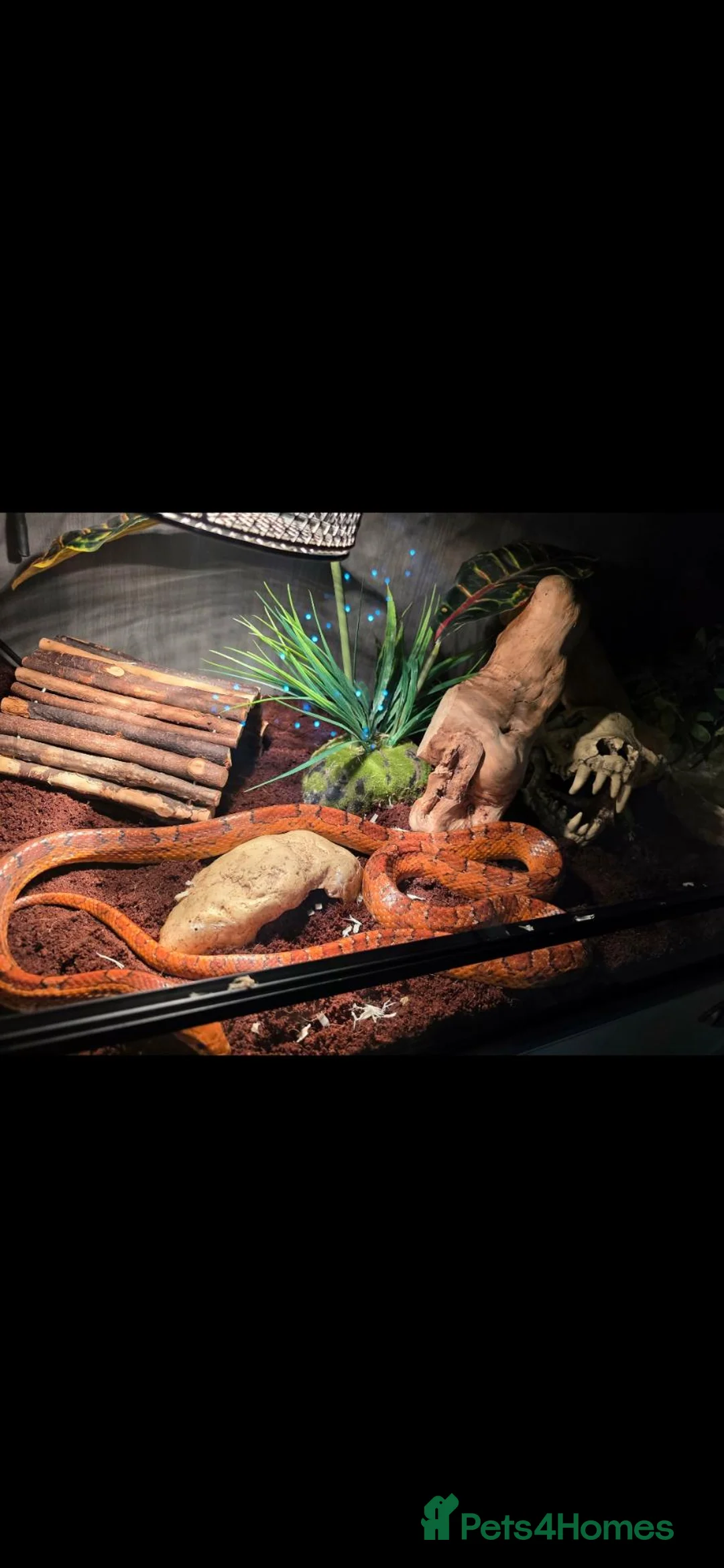 Corn Snake reptiles for sale: Female Corn snake with viv + extras in South Shields - Advert 1