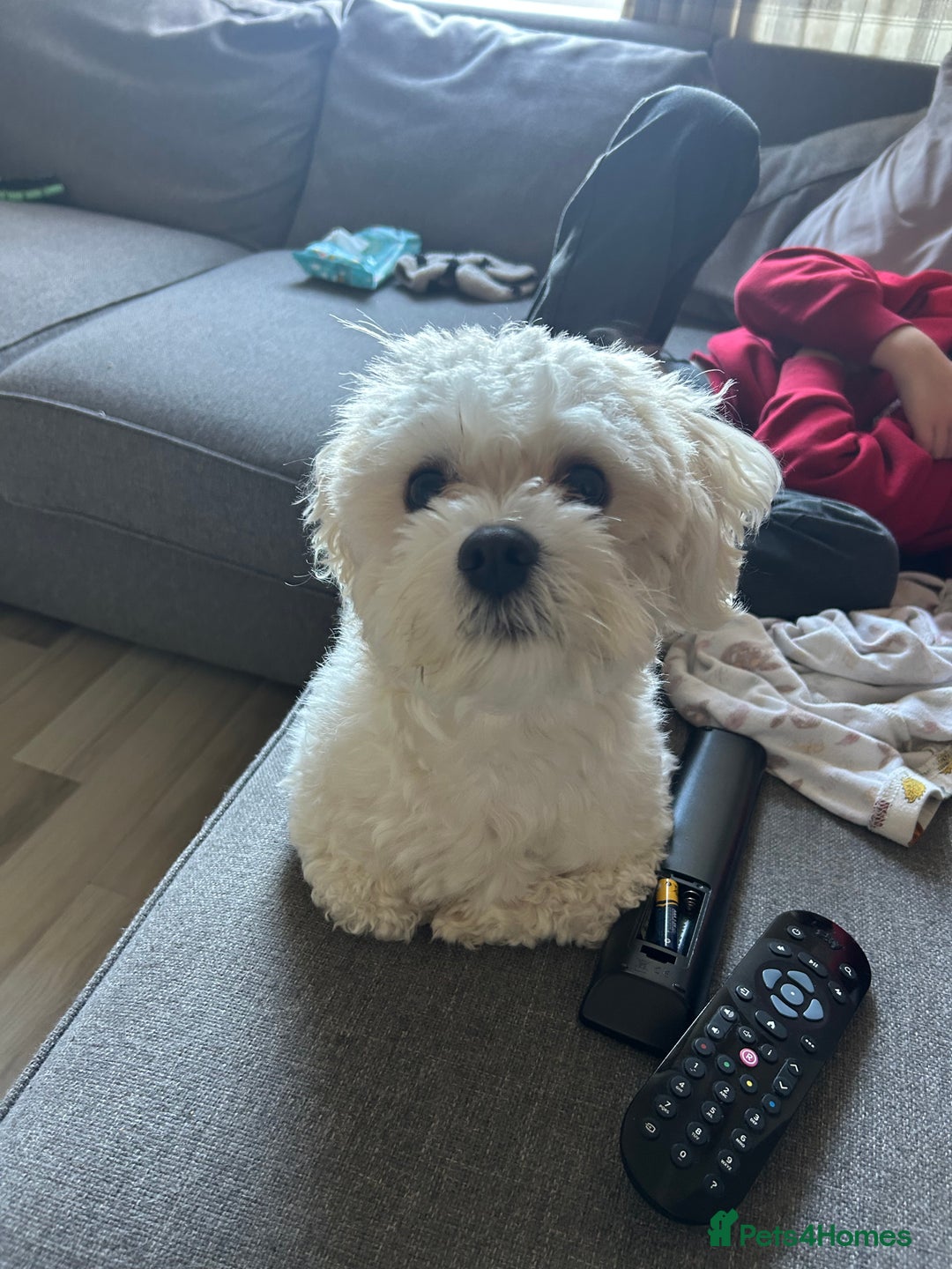 Maltese dogs for stud: Maltichon stud, 2 years old - Image 10