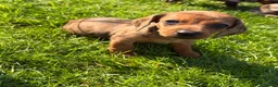 Dachshund dogs for sale: Gorgeous Dachshund Puppies! - Advert 7