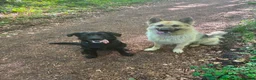 German Shepherd dogs for sale: German Shepherd  in Bristol - Advert 4