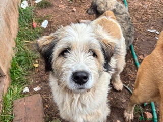 Mixed Breed dogs URSA 3 YEARS OF WAITING FOR HER FIRST REAL CHANCE - Advert 3