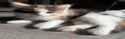 Mixed Breed cats for sale: 🐾 2 Kittens for Sale – Male & Female, Ready Now - Advert 7