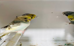Budgerigars birds for sale: Stunning baby rainbow/pied budgies  in Luton - Image 13