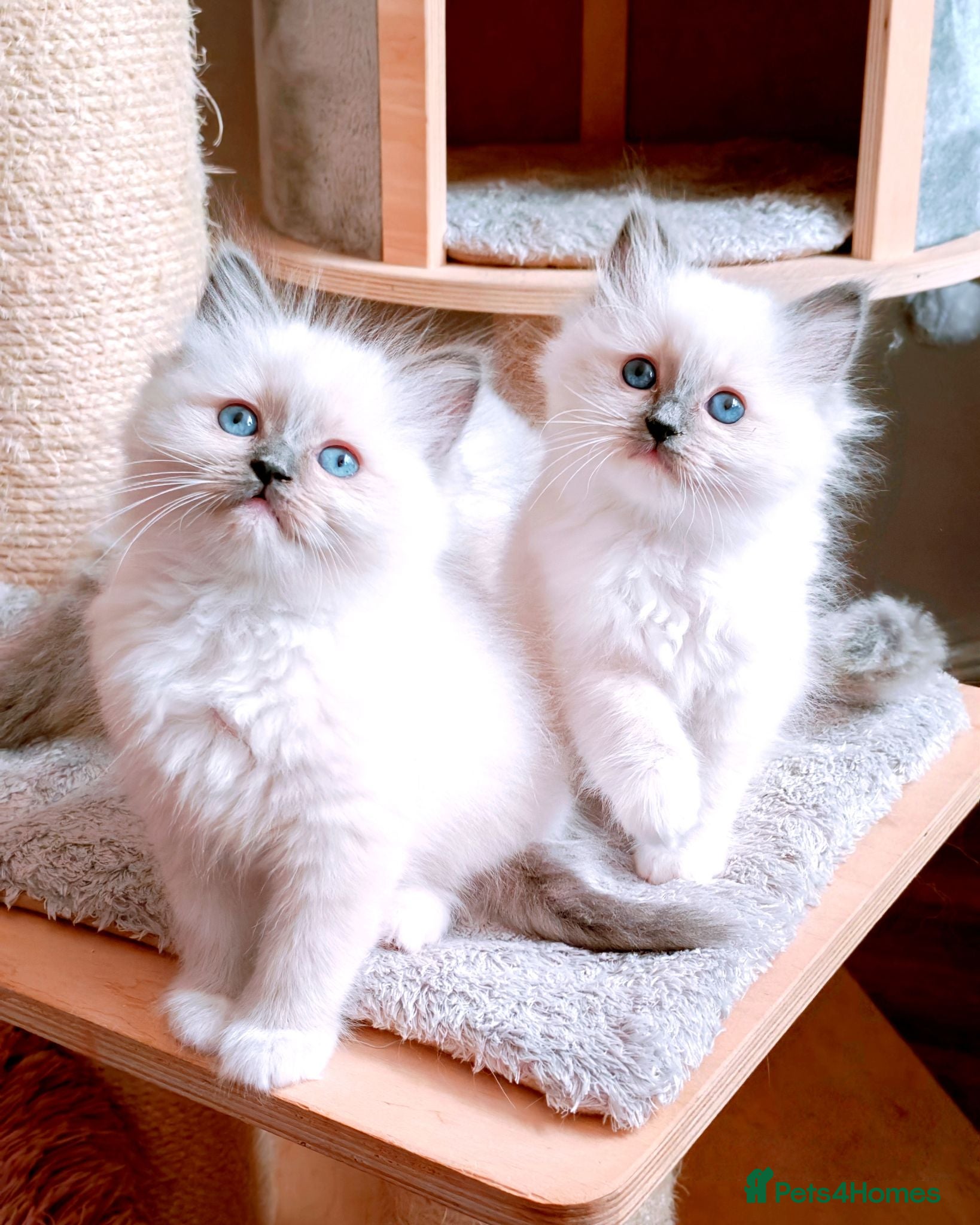 Ragdoll cats Raised with Love, looking for forever homes 🏠❤️ - Advert 15
