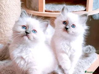 Ragdoll cats Raised with Love, looking for forever homes 🏠❤️ - Advert 15