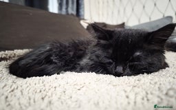 Mixed Breed cats for sale: Adorable fluffy kittens looking for a new home. - Image 14