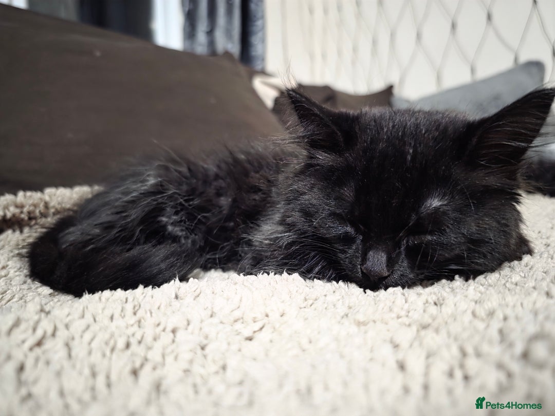 Mixed Breed cats for sale: Adorable fluffy kittens looking for a new home. - Image 14
