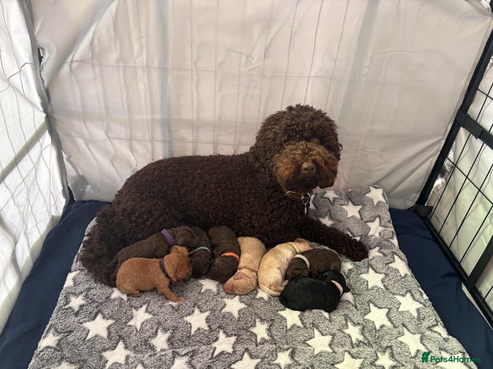 Cockapoo dogs Stunning Cockapoo Puppy -Ready for Loving Homes 🐾 - Advert 1