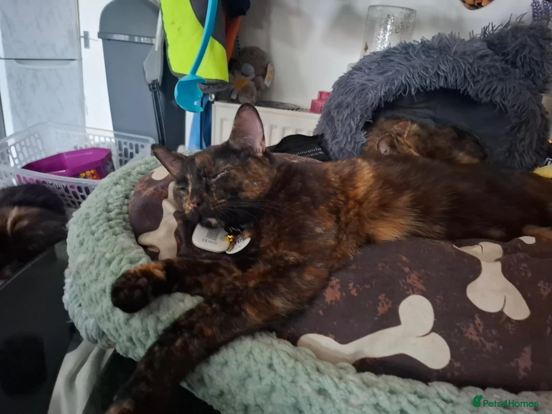 American Shorthair cats for sale: 2 cats for sale in Aylesbury - Advert 6