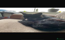Mixed Breed dogs for sale: Huskita X Border Collie mix - Image 11