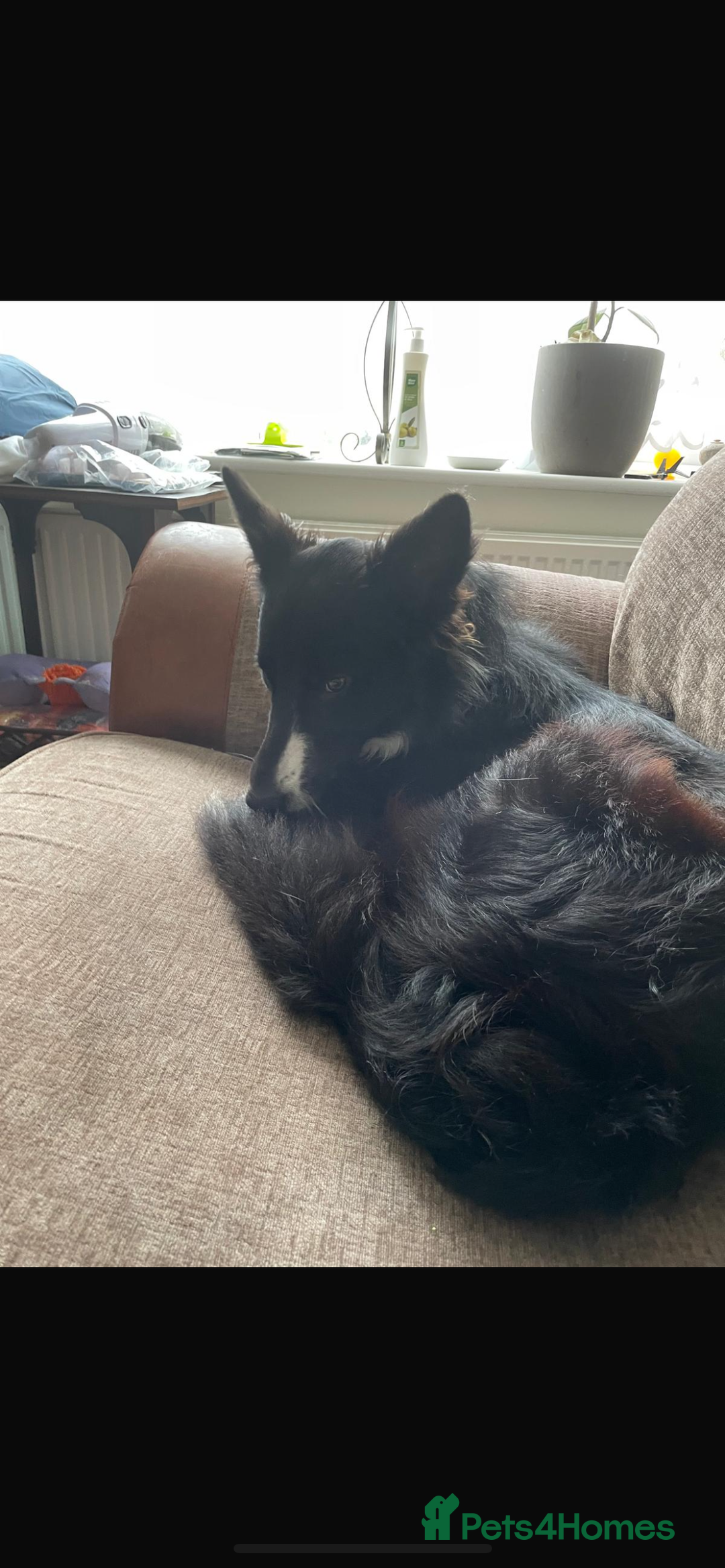 Mixed Breed dogs for sale: Huskita X Border Collie mix - Image 11