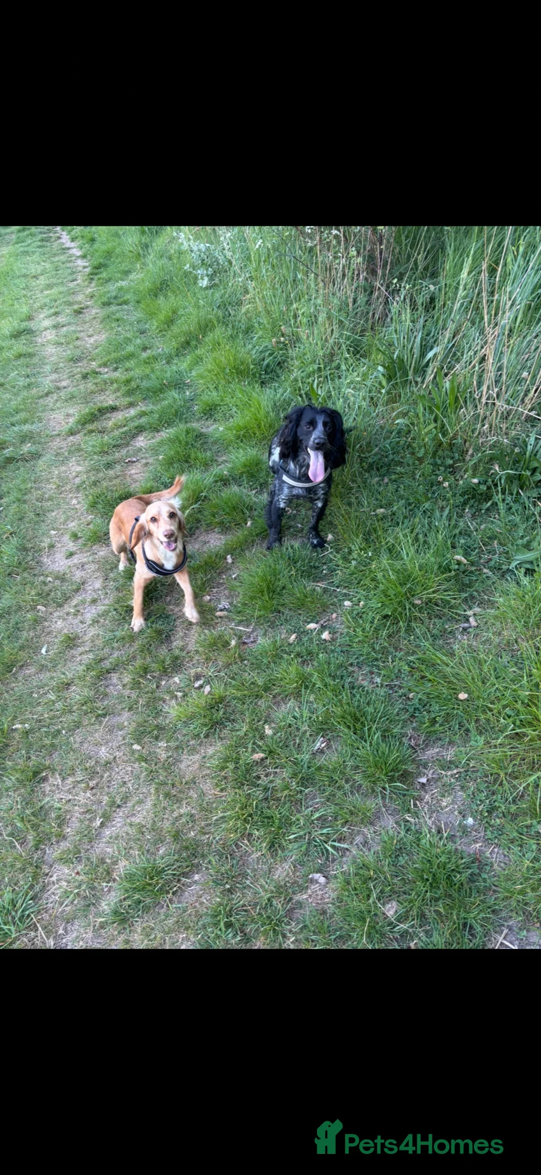 Cocker Spaniel dogs for sale: Cocker spaniels  in Sunderland - Advert 2