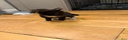 Mixed Breed cats for sale: 3 beautiful little kittens  - Advert 2