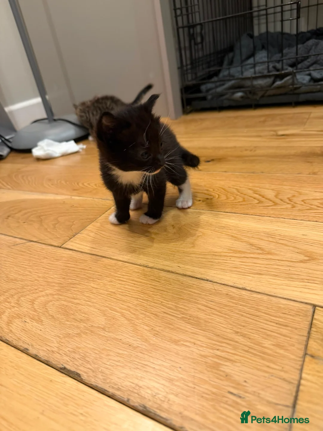 Mixed Breed cats for sale: 3 beautiful little kittens  - Advert 2