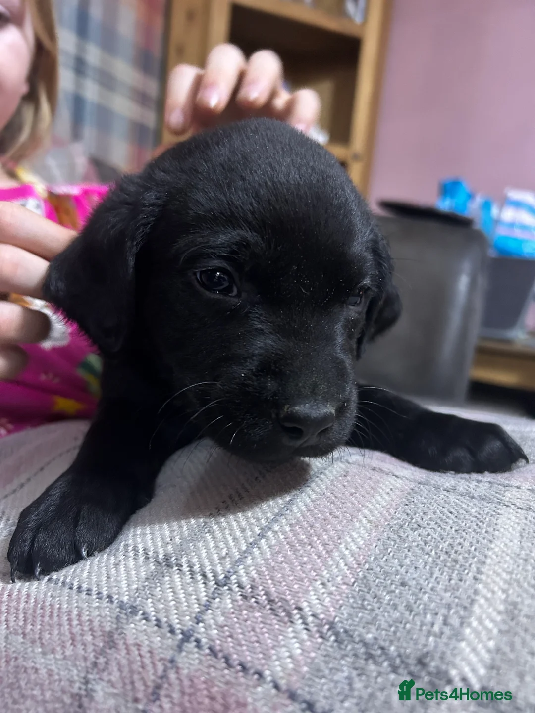 Labrador Retriever dogs for sale: KC Registered, Health Tested Labradors  - Advert 21