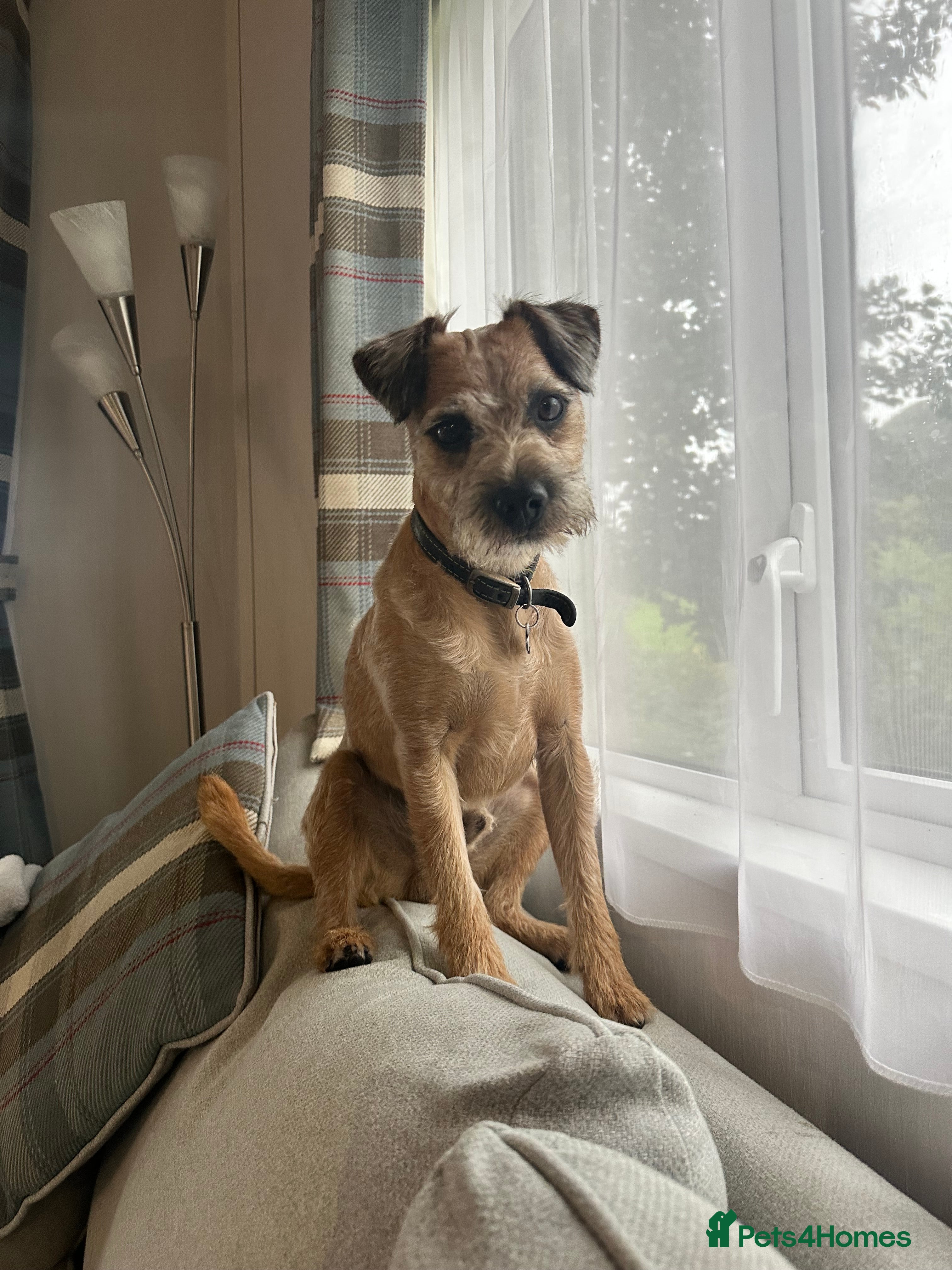 Border Terrier dogs Border terrier x jack Russel terrier for stud  - Advert 3