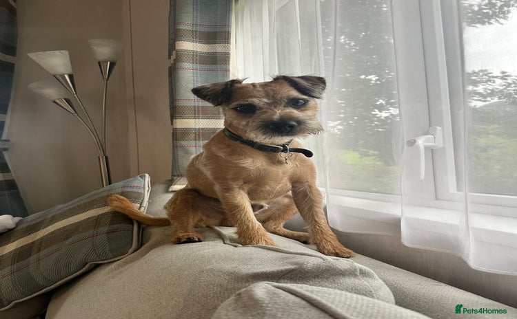 Border Terrier dogs Border terrier x jack Russel terrier for stud  - Advert 3