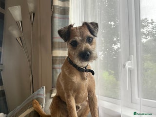 Border Terrier dogs Border terrier x jack Russel terrier for stud - Advert 2