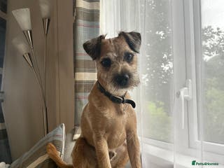 Border Terrier dogs Border terrier x jack Russel terrier for stud - Advert 9