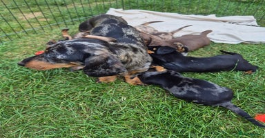 Miniature Dachshund dogs - Advert 10