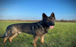 German Shepherd dogs for sale: Outstanding KC Working Line German Shepherd Pups - Image 14