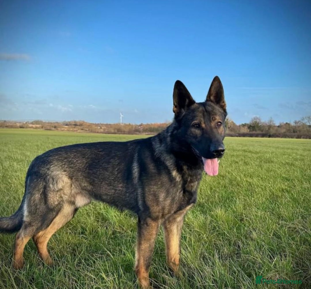 German Shepherd dogs for sale: Outstanding KC Working Line German Shepherd Pups - Image 14