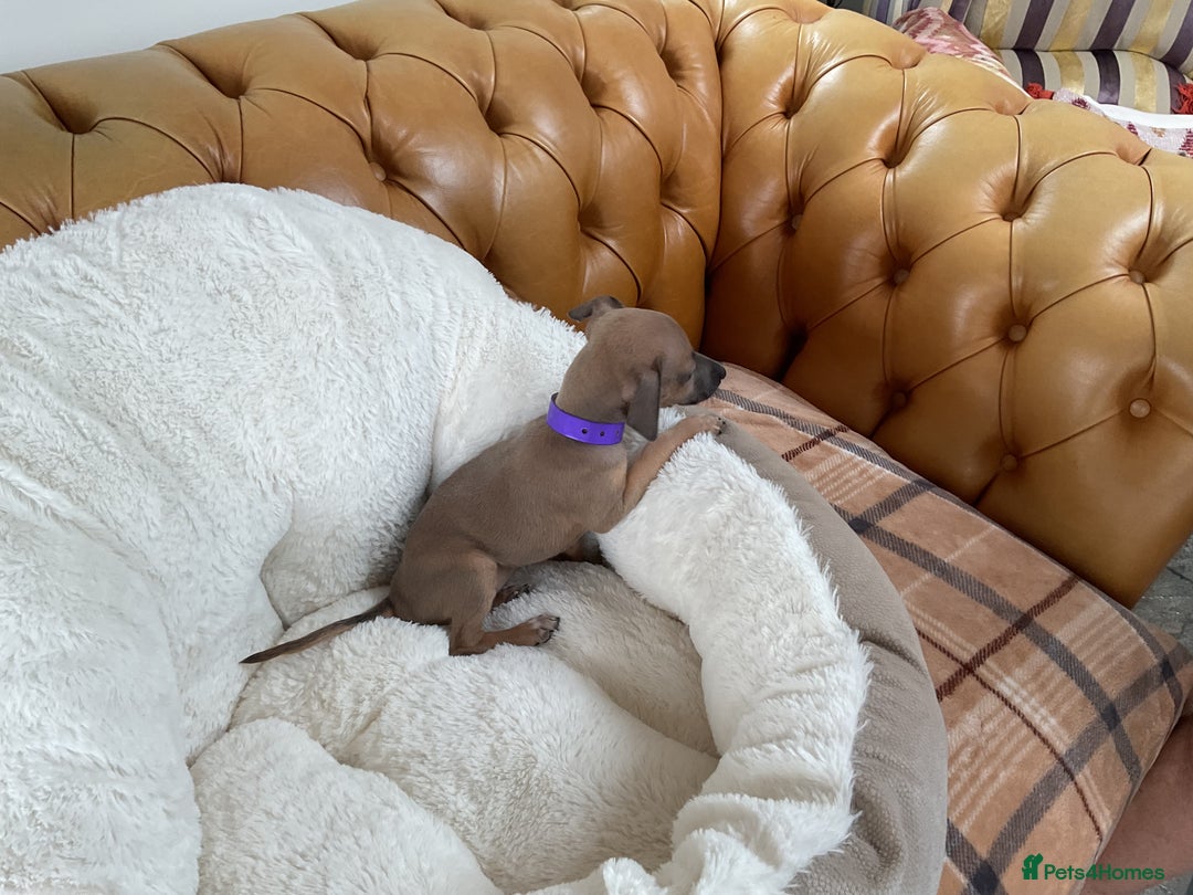 Italian Greyhound dogs for sale:  Beautiful Italian greyhound puppies  - Image 3
