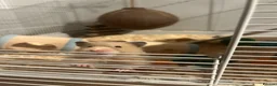 Hamster rodents for sale: Sydney in Sutton Coldfield - Advert 3