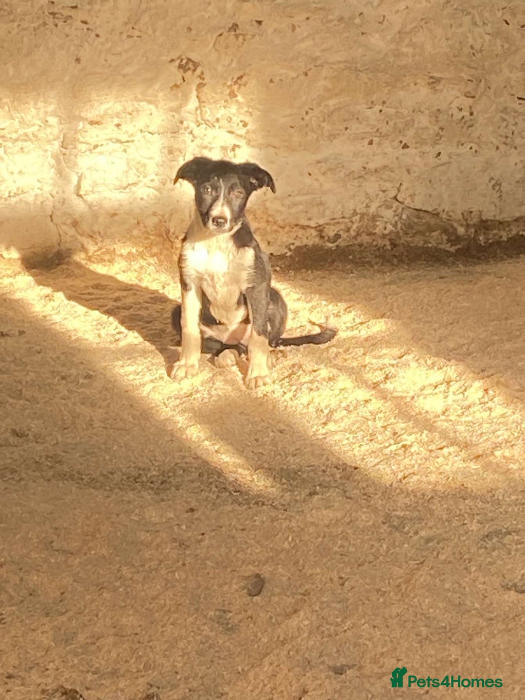 Border Collie dogs for sale: Peppa  - Image 1