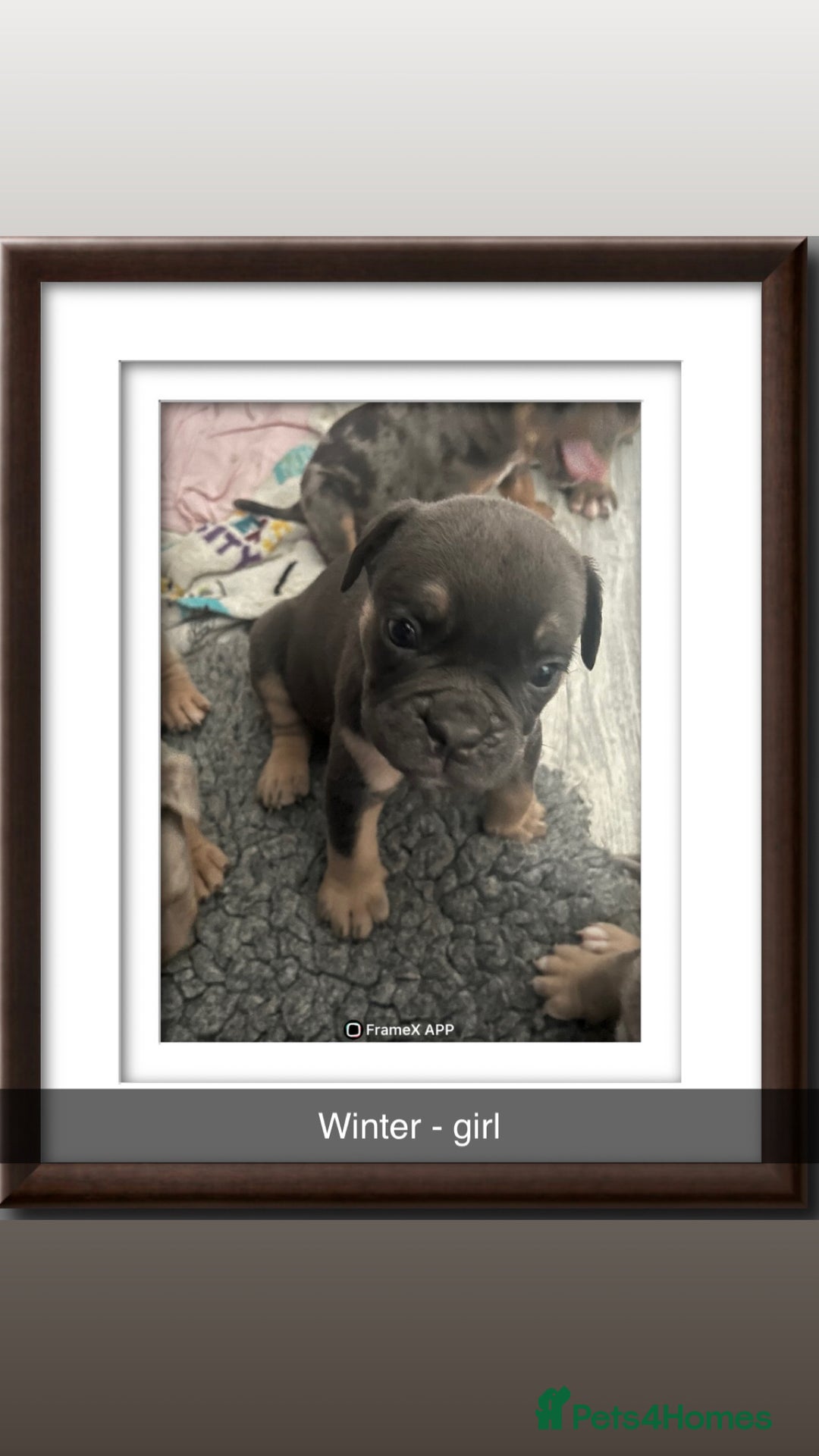 Olde English Bulldogge dogs for sale: Old English bulldog puppies  - Image 3