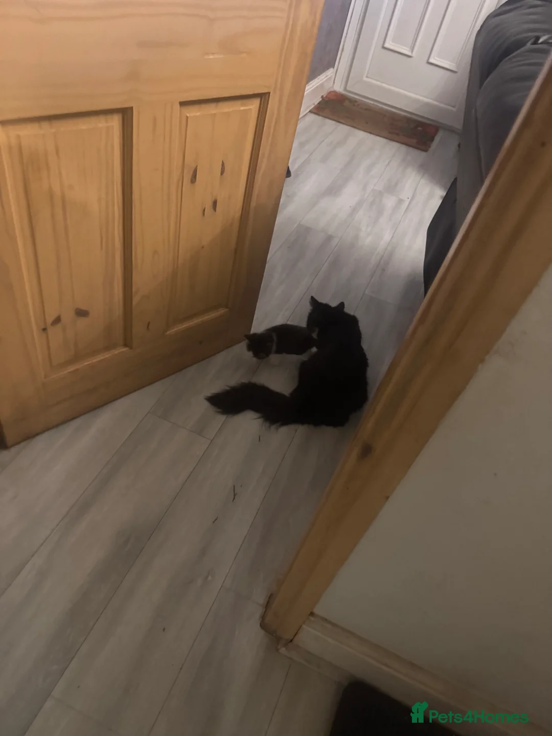 Mixed Breed cats for sale: Mixed Benegal Kittens  - Advert 12